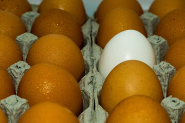 Close up Two Dozen Eggs organic Brown eggs surround On White egg contrast stock photograph
