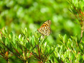 Argynnis_hyperbius_001