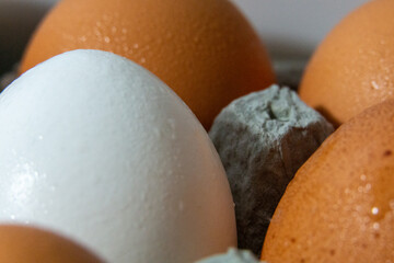 Close Up White Egg in the Middle of Brown Eggs Large in carton fresh wet eggs stock photograph