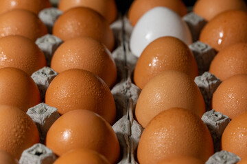 One White chicken Egg in two dozen brown chicken egg carton cardboard contrast stock photograph