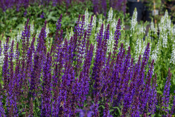 Naklejka premium Blooming sage of lilac and white color grows in the garden
