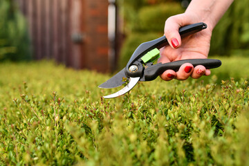 Woman hand with scissors cutting  green bushes with manual clippers in the garden. Selective focus.