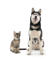 Cute cat and dog on white background. Fluffy friends