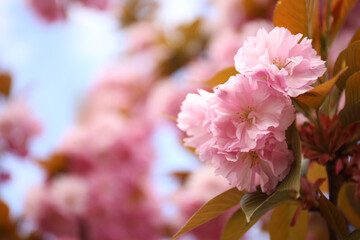 Closeup view of blossoming pink sakura tree outdoors