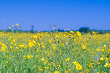 Beautiful summer field with blooming yellow flowers. Copy space for text.
