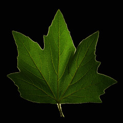 Green Maple Leaf isolated on a black background.