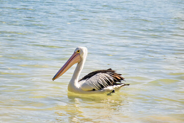 The Australian pelican, Pelecanus conspicillatus is a large waterbird in the family Pelecanidae, widespread on the inland and coastal waters of Australia, New Guinea, Fiji and parts of Indonesia.