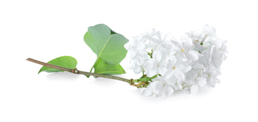 Beautiful blossoming lilac branch with leaves isolated on white