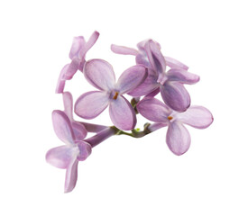Fototapeta na wymiar Beautiful violet lilac blossom isolated on white