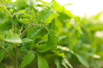 Green tomato seedlings on blurred background, closeup