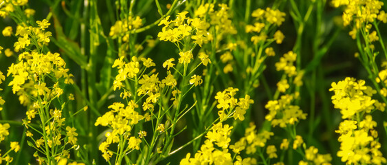 Beautiful summer field with blooming yellow flowers, yellow background.