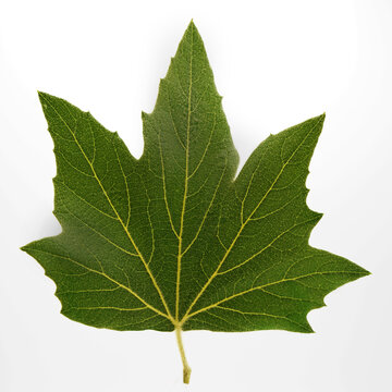 Green Maple Leaf isolated on a white background.