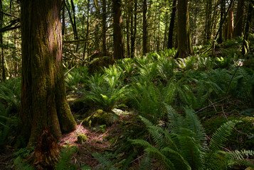 Pacific Northwest Forest Sunshine. A lush, temperate rainforest floor of the Pacific Northwest.

