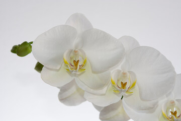 Obraz na płótnie Canvas White phalaenopsis orchid blooming