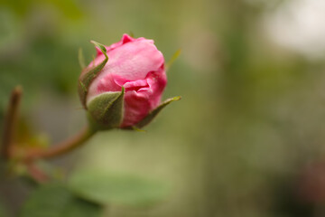 Beautiful pink rose bud outdoors, closeup. Space for text