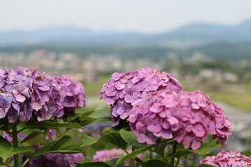 紫陽花