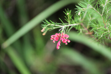 Grevillea 'Pink Pearl' cultivar
 (rosmarinifolia x juniperina hybrid), South 
Australia
