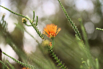 Swamp Bottlebrush (Melaleuca sparsa) in flower, South Australia