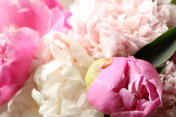 Beautiful peony bouquet as background, closeup view