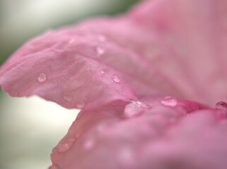 Closeup pink petal of ruellia toberosa (wild petunia )flower with water drops blurred ,macro image and soft focus for background, sweet color for card design