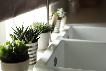 Houseplants near sink in kitchen, closeup. Interior design