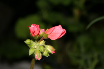 Obraz premium 夜の花
