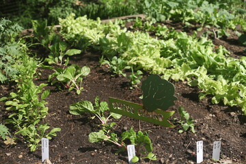 lettuce growing in the garden
