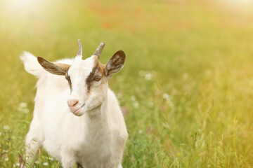 Cute goat in field on sunny day, space for text. Animal husbandry