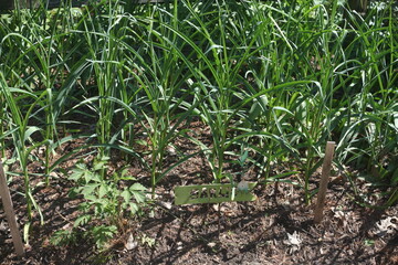 GROWING ONIONS, GARDEN 