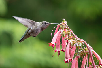Anna's hummingbird with flowers