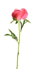 Beautiful pink peony bud isolated on white
