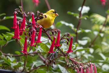 American Goldfinch with flowers