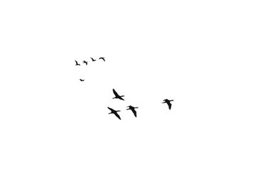 a flock of black cormorant sea birds against a pure white sky suitable for compositing