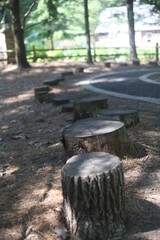 several tree stumps along a path in the woods