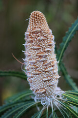 Fruit of Silver Banksia (Banksia marginata) showing closed seed follicles, South Australia