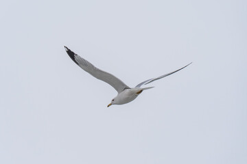 a seagull in flight away from the camera on a flat grey sky
