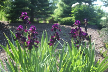 purple flowers in the garden, iris 