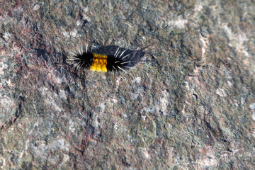Photo of a wooly bear carterpillar, Lophocampa maculata, spotted tussock moth