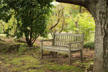 bench in the park