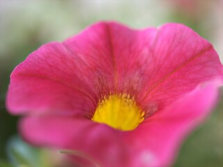 Closeup pink petals petunia flower with blurred background ,macro image ,soft focus ,sweet color for card design