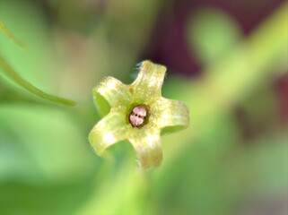 Closeup green leaf of plants in garden with blurred background ,detail macro image ,soft focus for card design, nature leaves