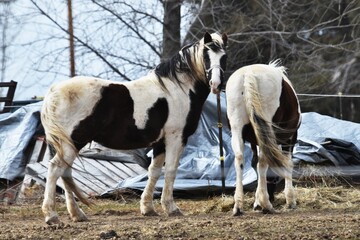 Two Pintos