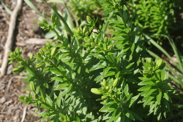 flower plants buds, green