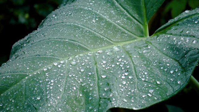 Morning Dew on Taro leaves