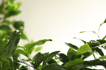 Closeup view of green tea plant against light background. Space for text