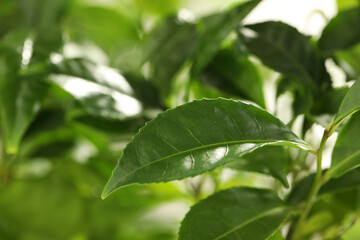 Fototapeta na wymiar Closeup view of green tea plant against blurred background