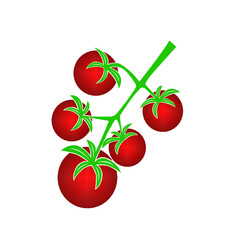 cherry tomatoes vector illustration