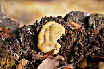 Detalhes da Hydnotrya  no tronco da árvore no bosque