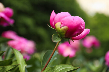Obraz na płótnie Canvas Beautiful pink peony bud outdoors, closeup view