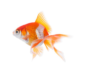 Fototapeta premium Beautiful bright small goldfish isolated on white